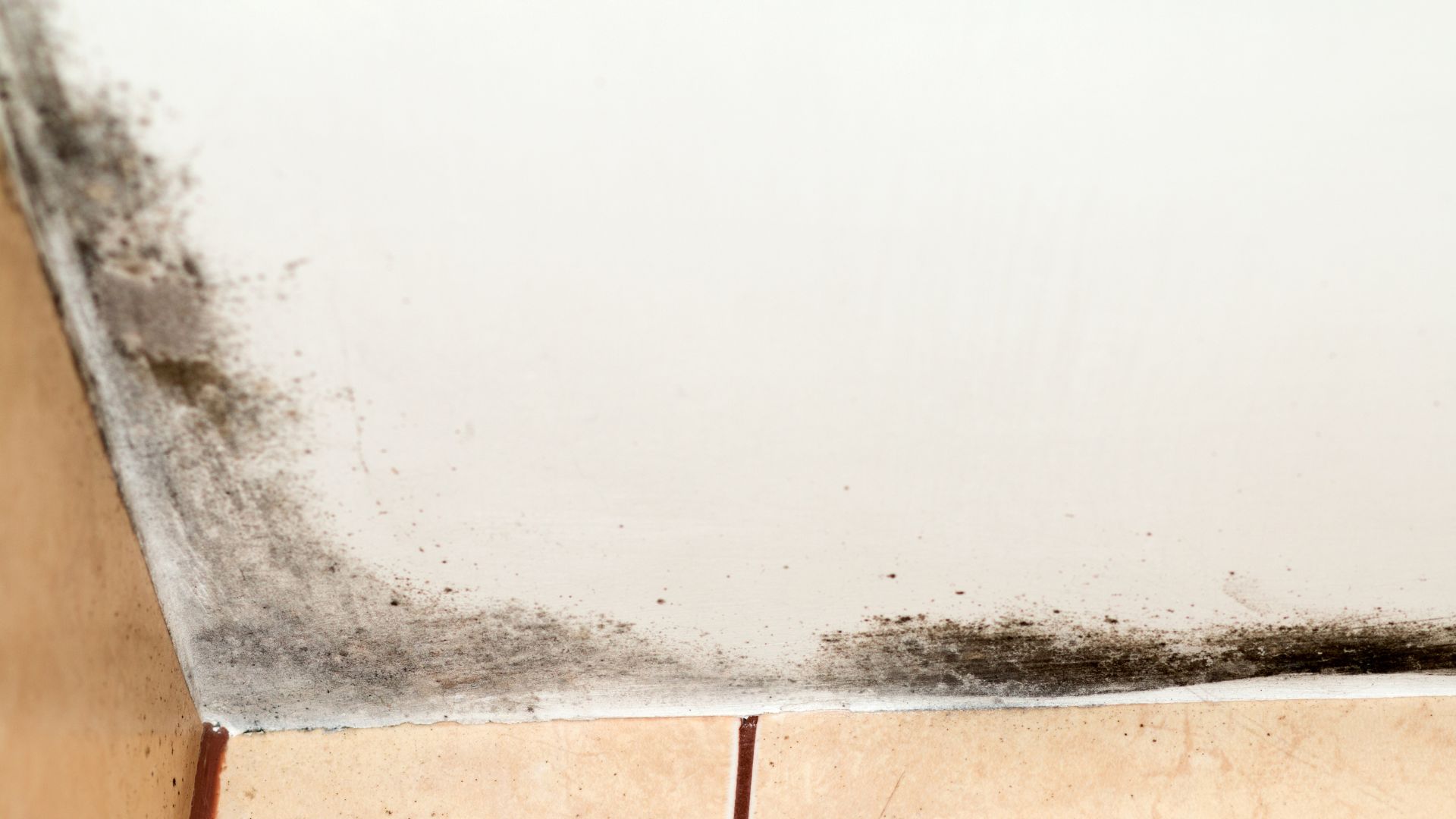 Mould vs Mildew: Key Differences Every Homeowner Must Know