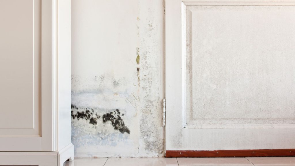 total-damp-repair-tanking-systems-london