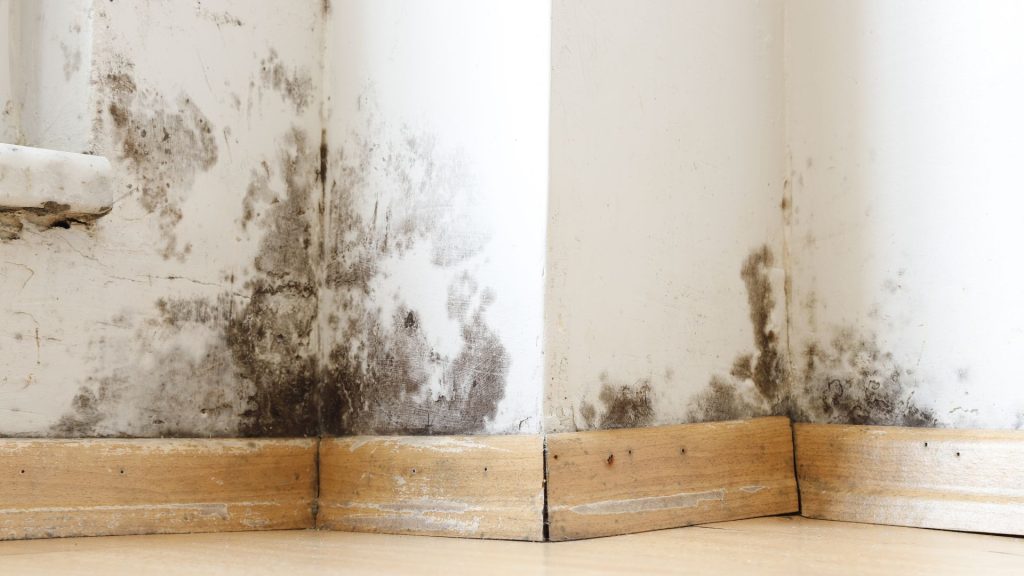 Rising damp and black mould affecting lower internal walls in South London property