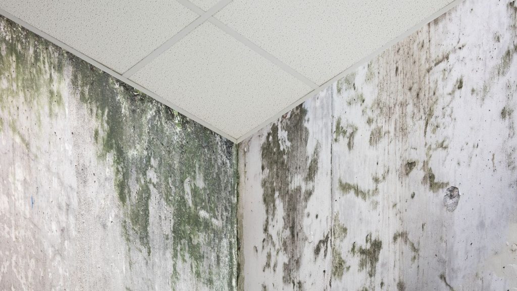 Severe black mould growth on walls and ceiling caused by excess moisture