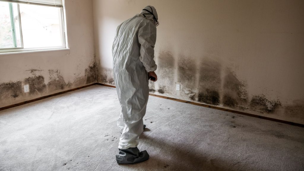 Professional mould removal specialist inspecting severe black mould in North London property