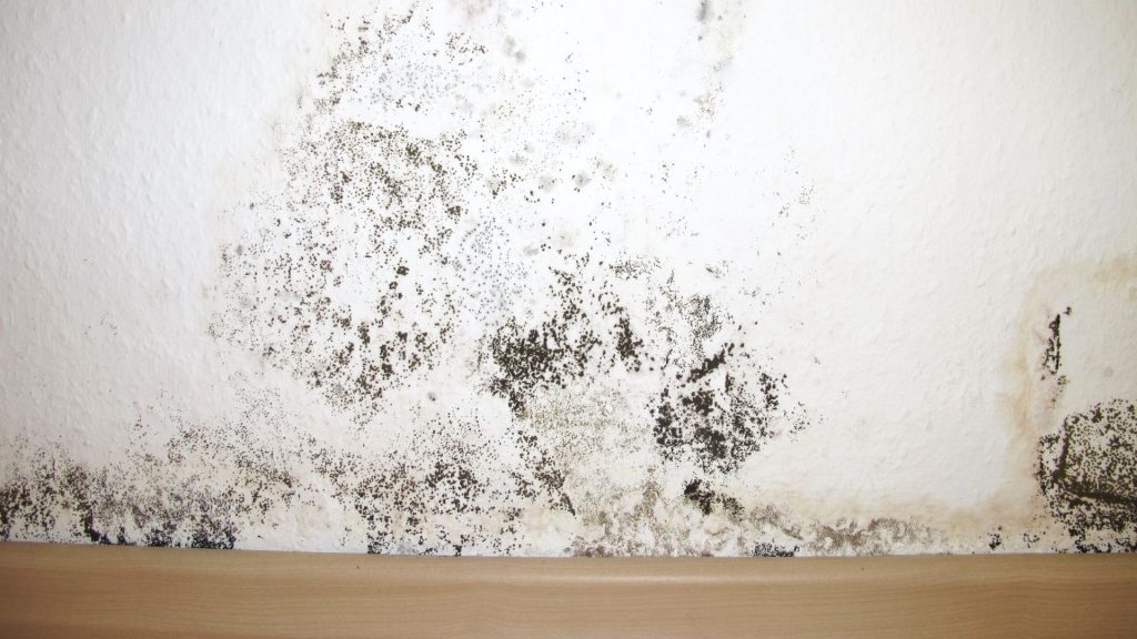 Black mould and damp damage on internal wall in South London property
