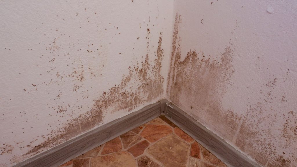 Black mould growth on internal wall corner caused by damp and condensation in a London property